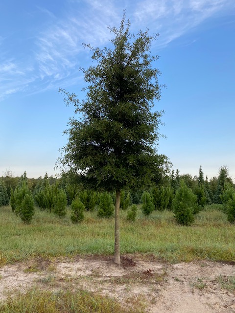 quercus-phellos-willow-oak