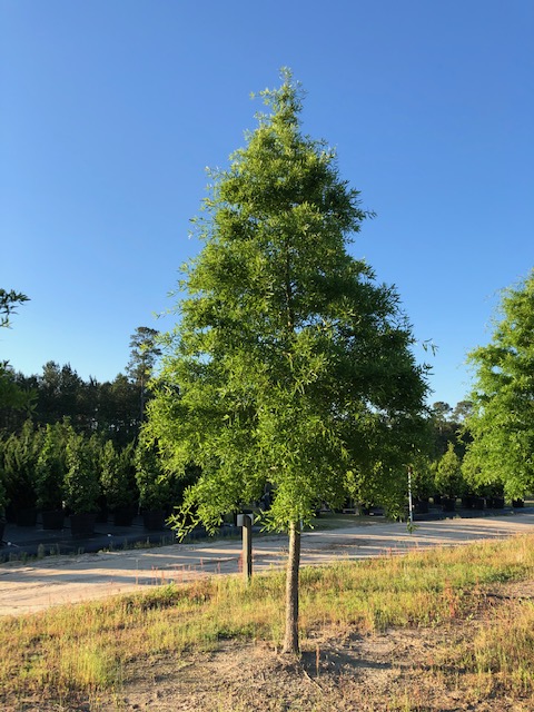 quercus-phellos-willow-oak