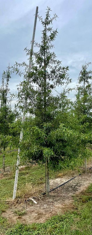 quercus-phellos-willow-oak