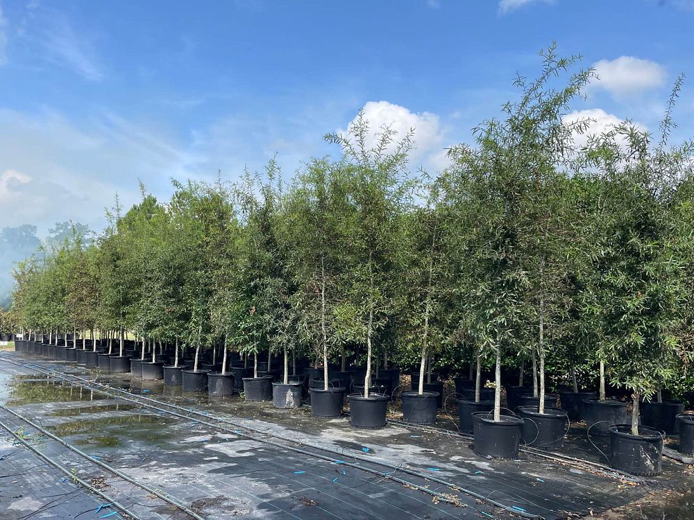 quercus-phellos-willow-oak
