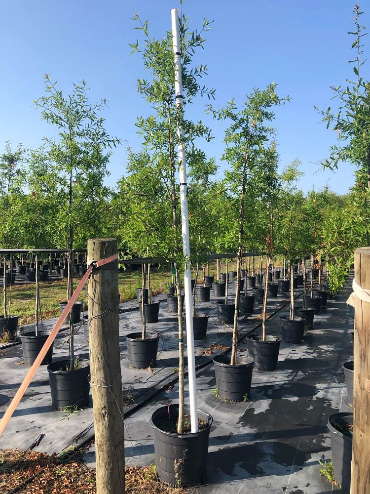 quercus-phellos-willow-oak