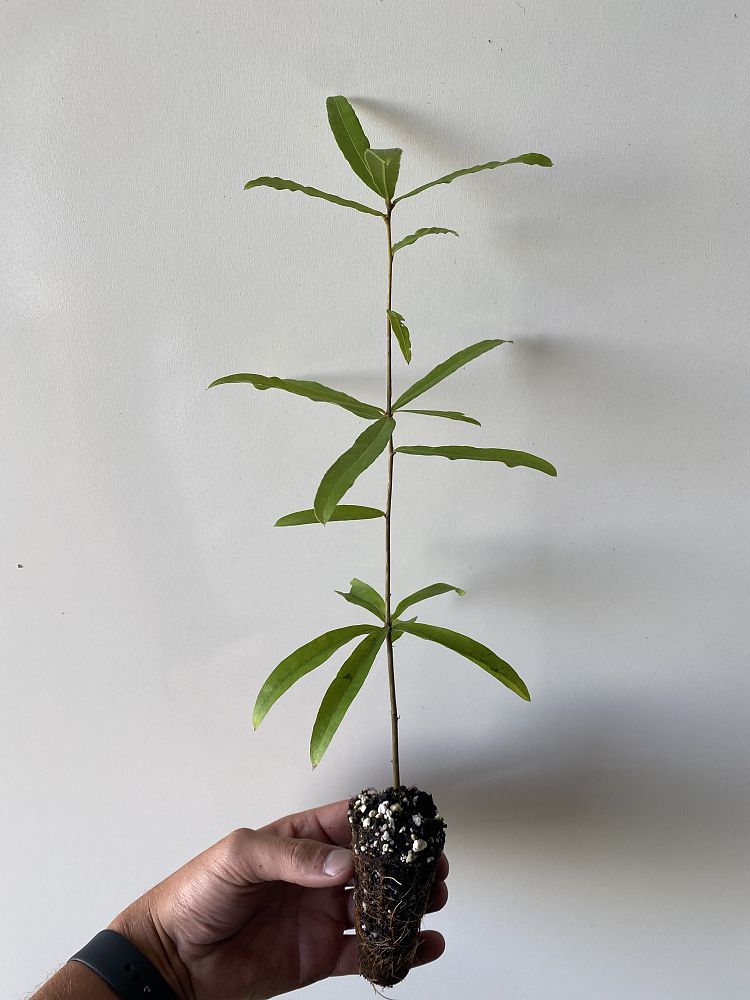quercus-phellos-willow-oak