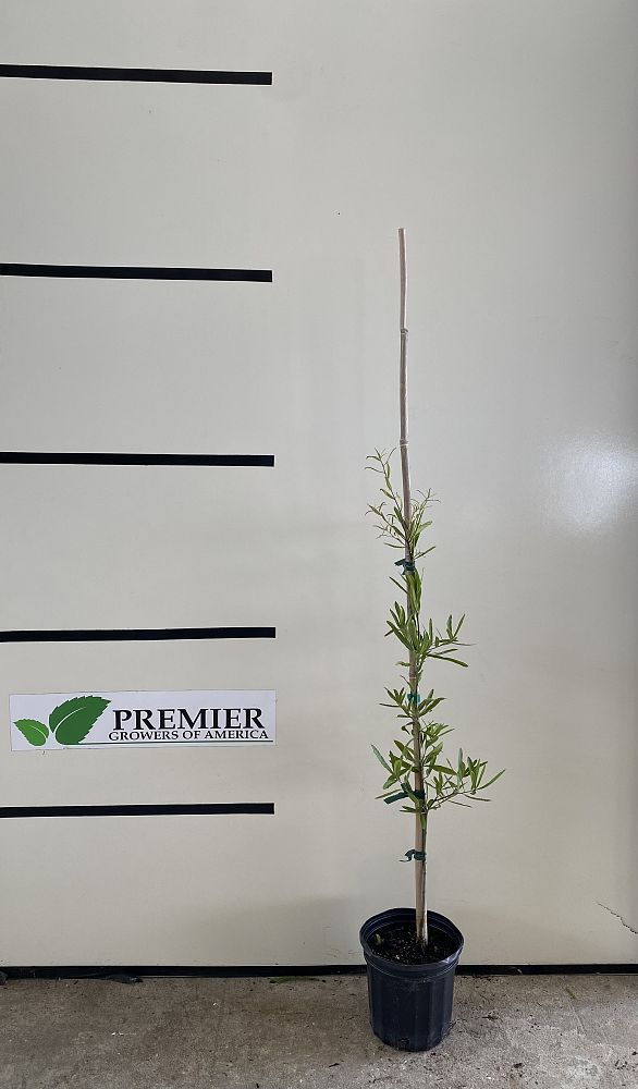 quercus-phellos-willow-oak