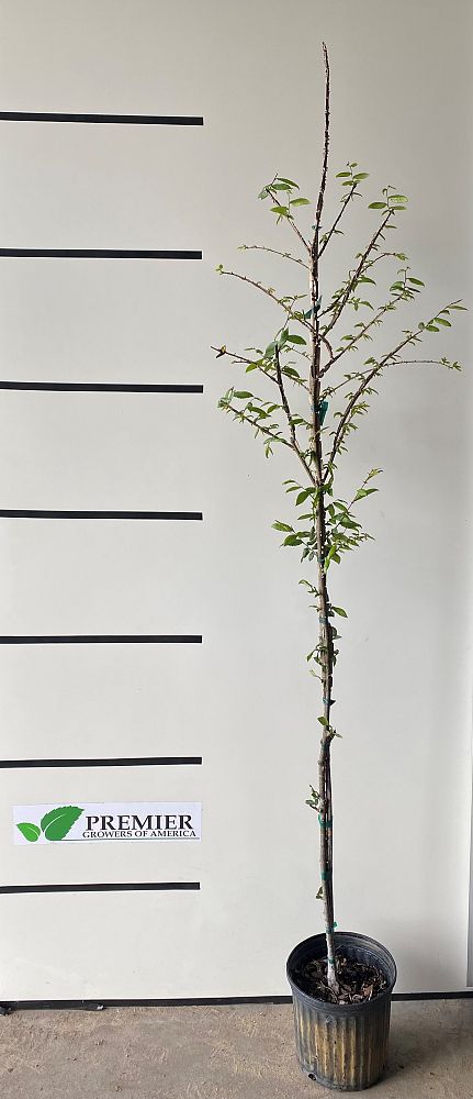 quercus-phellos-willow-oak