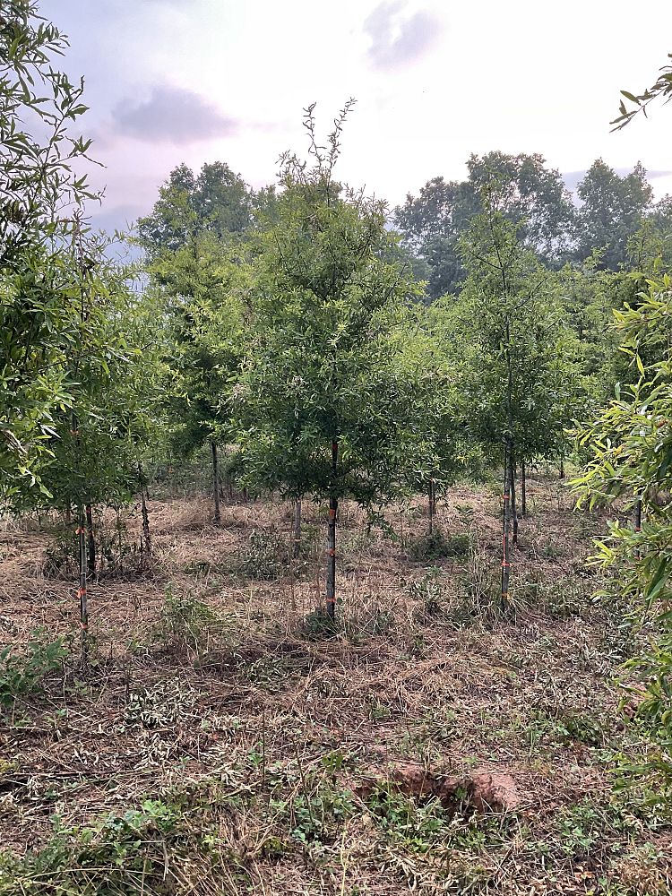 quercus-phellos-willow-oak