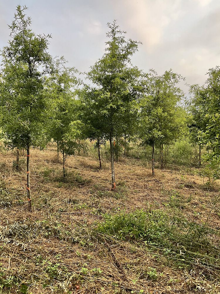 quercus-phellos-willow-oak