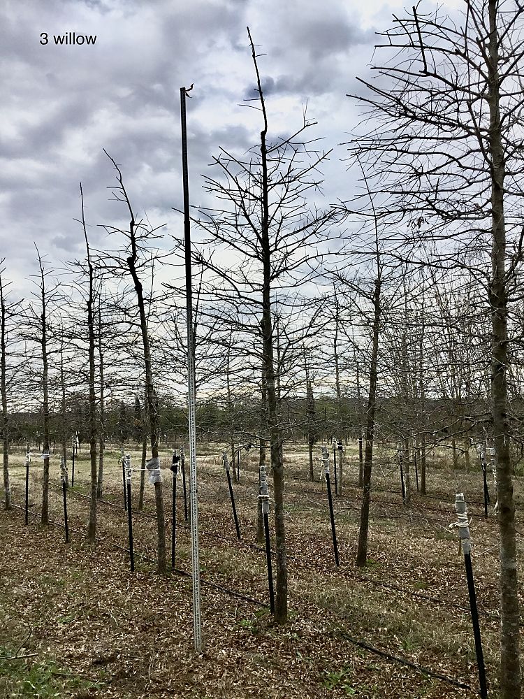 quercus-phellos-willow-oak