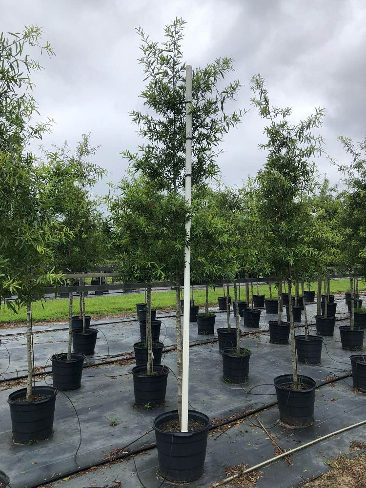quercus-phellos-willow-oak