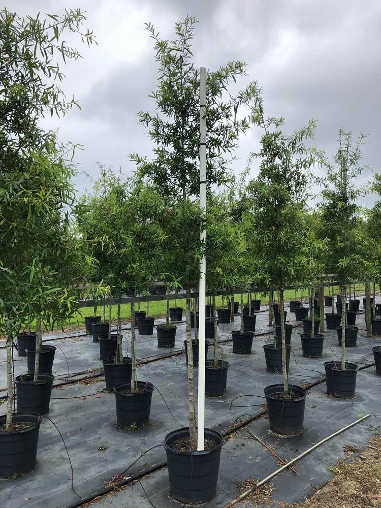 quercus-phellos-willow-oak