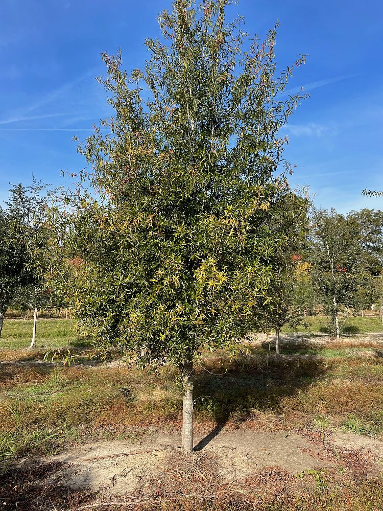 quercus-phellos-willow-oak