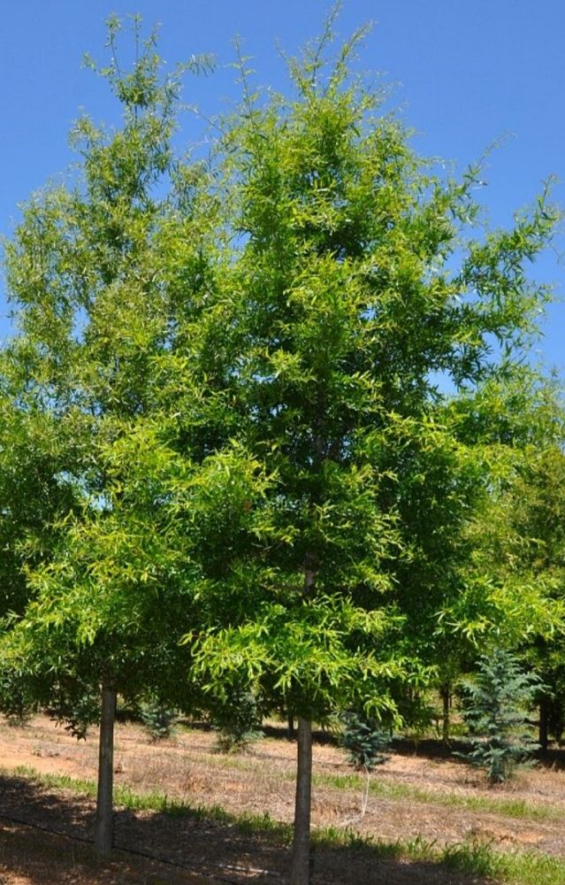 quercus-phellos-willow-oak