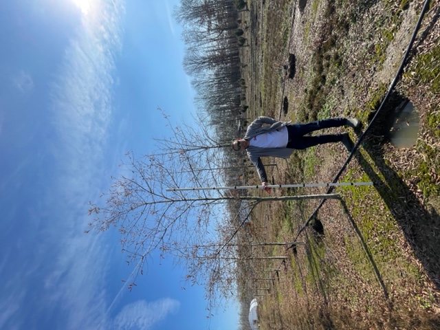 quercus-phellos-willow-oak