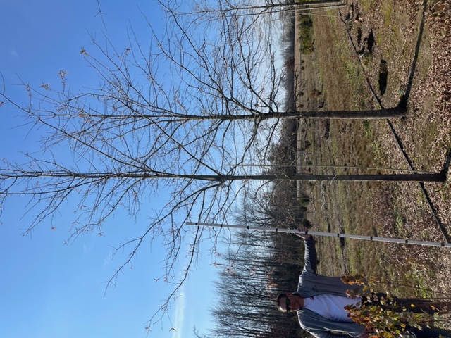 quercus-phellos-willow-oak