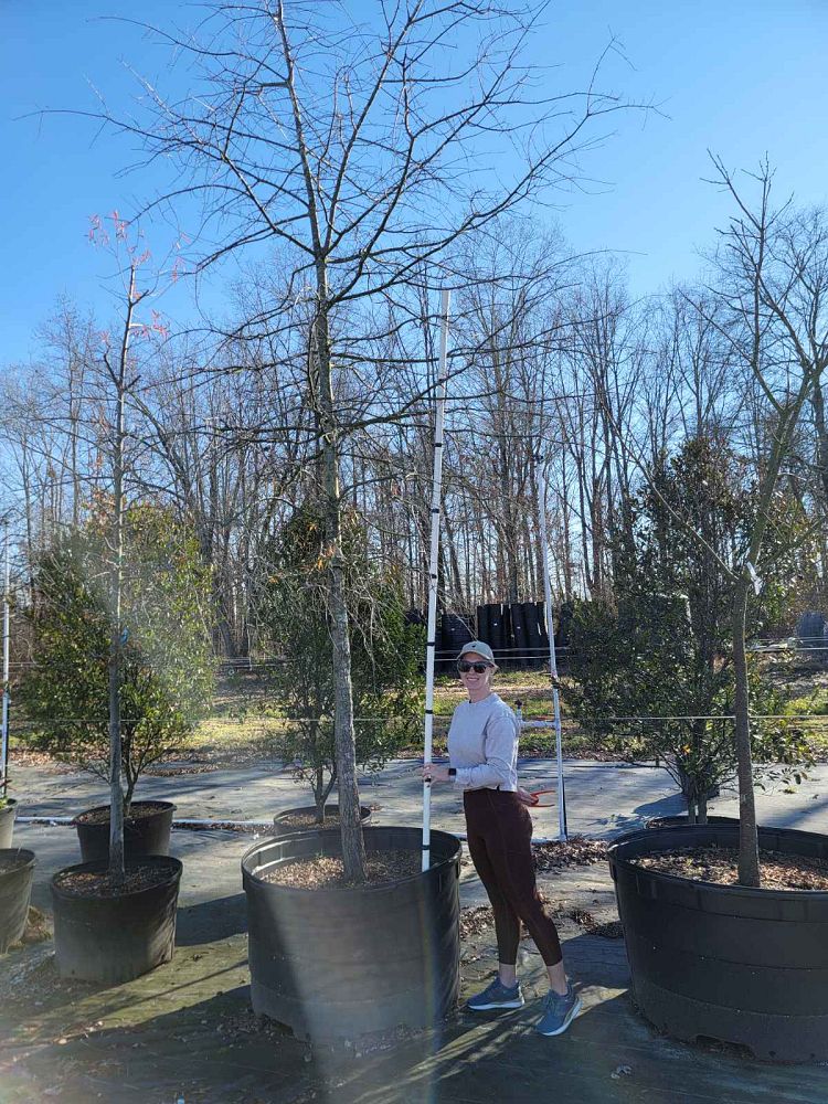 quercus-phellos-willow-oak