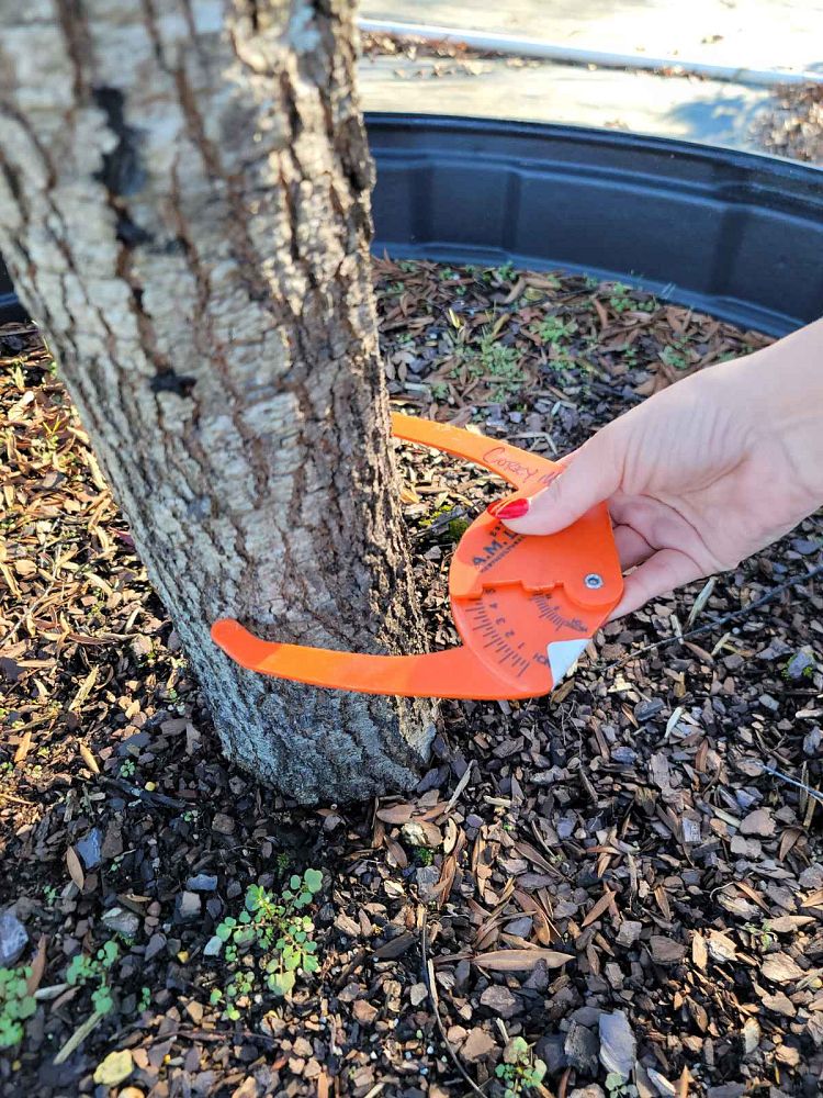 quercus-phellos-willow-oak