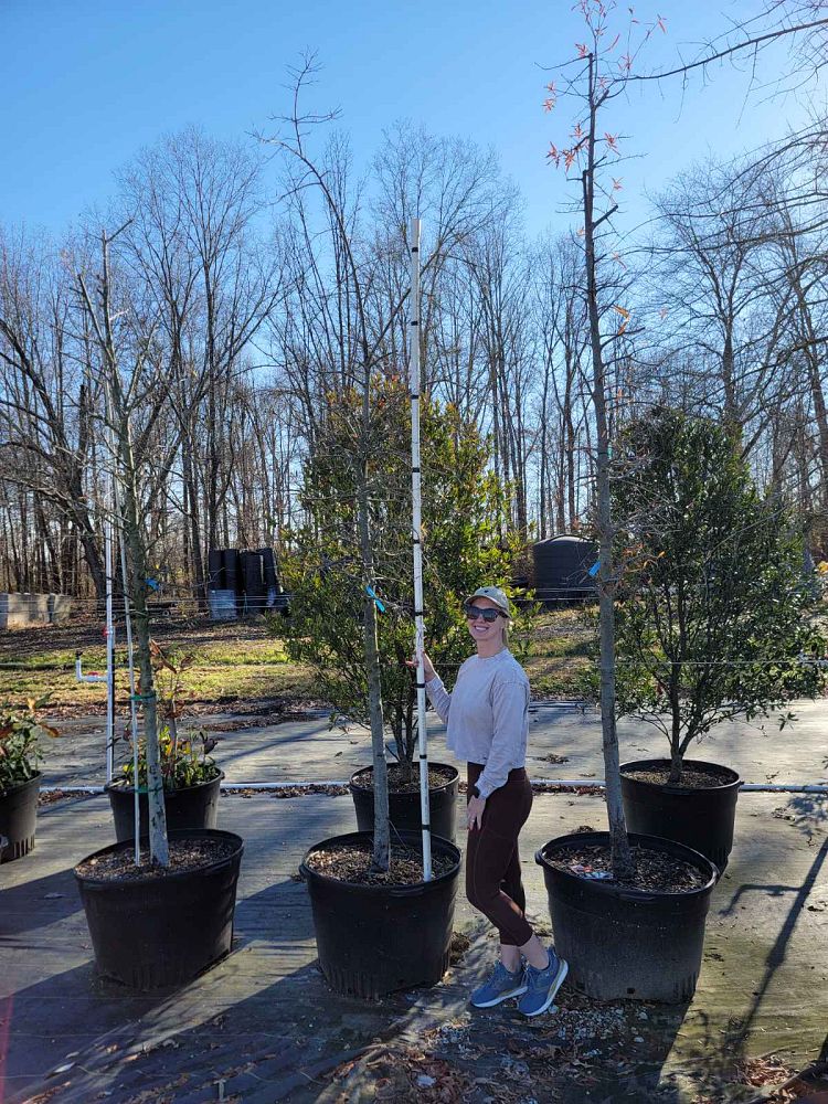 quercus-phellos-willow-oak