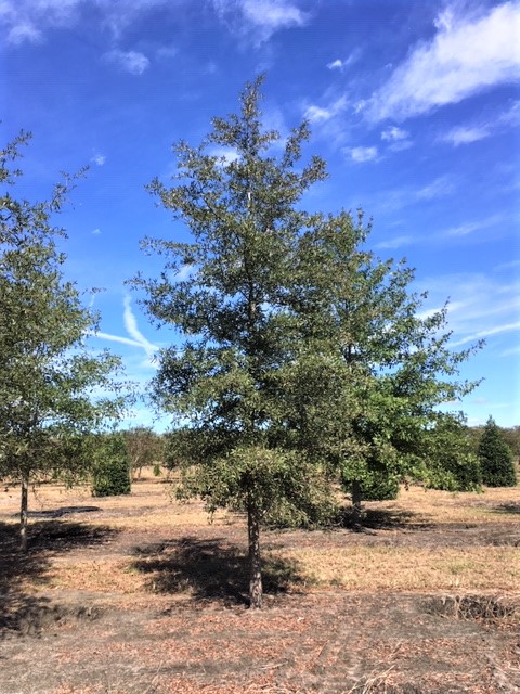 quercus-phellos-willow-oak