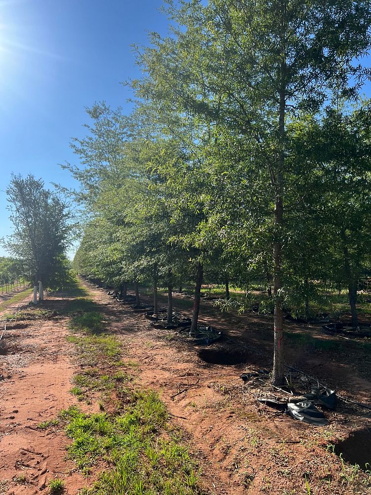 quercus-phellos-willow-oak