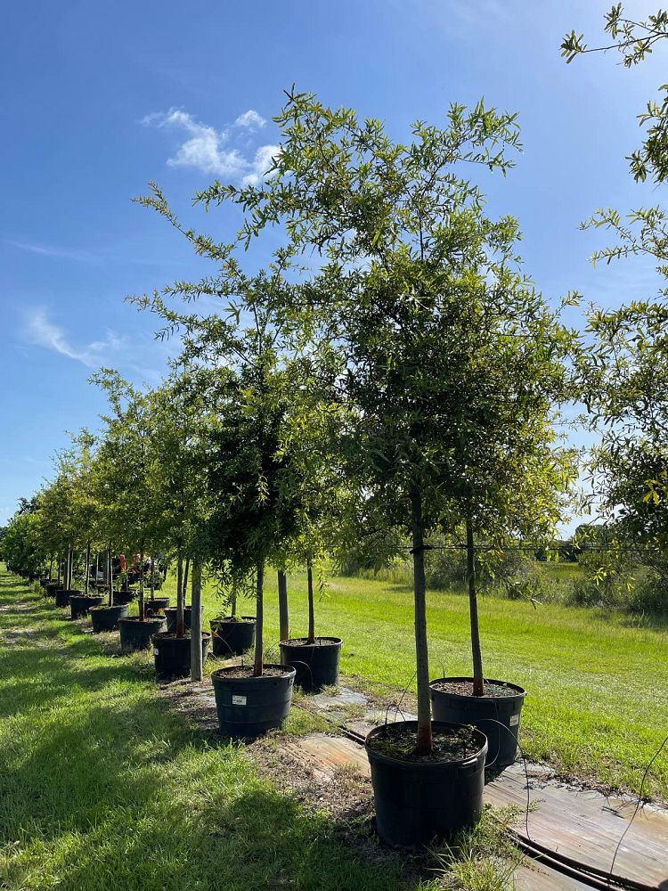 quercus-phellos-willow-oak