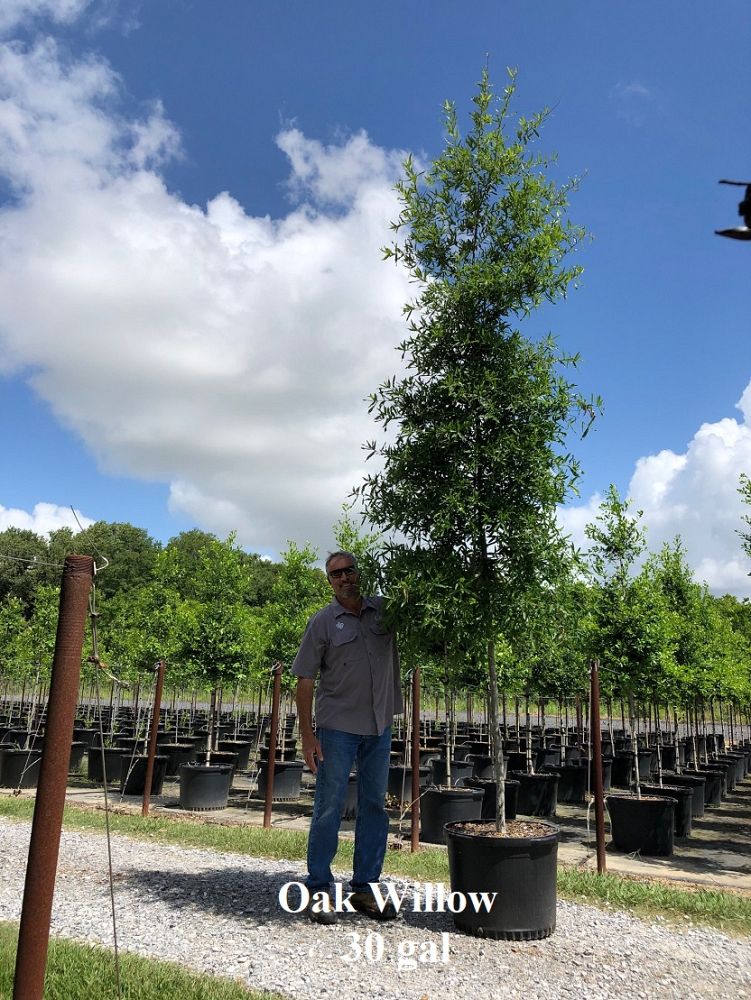 quercus-phellos-willow-oak