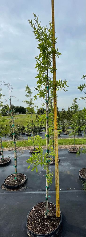 quercus-phellos-willow-oak