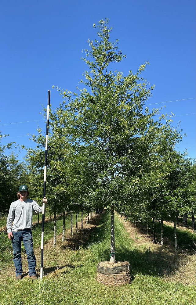quercus-phellos-willow-oak