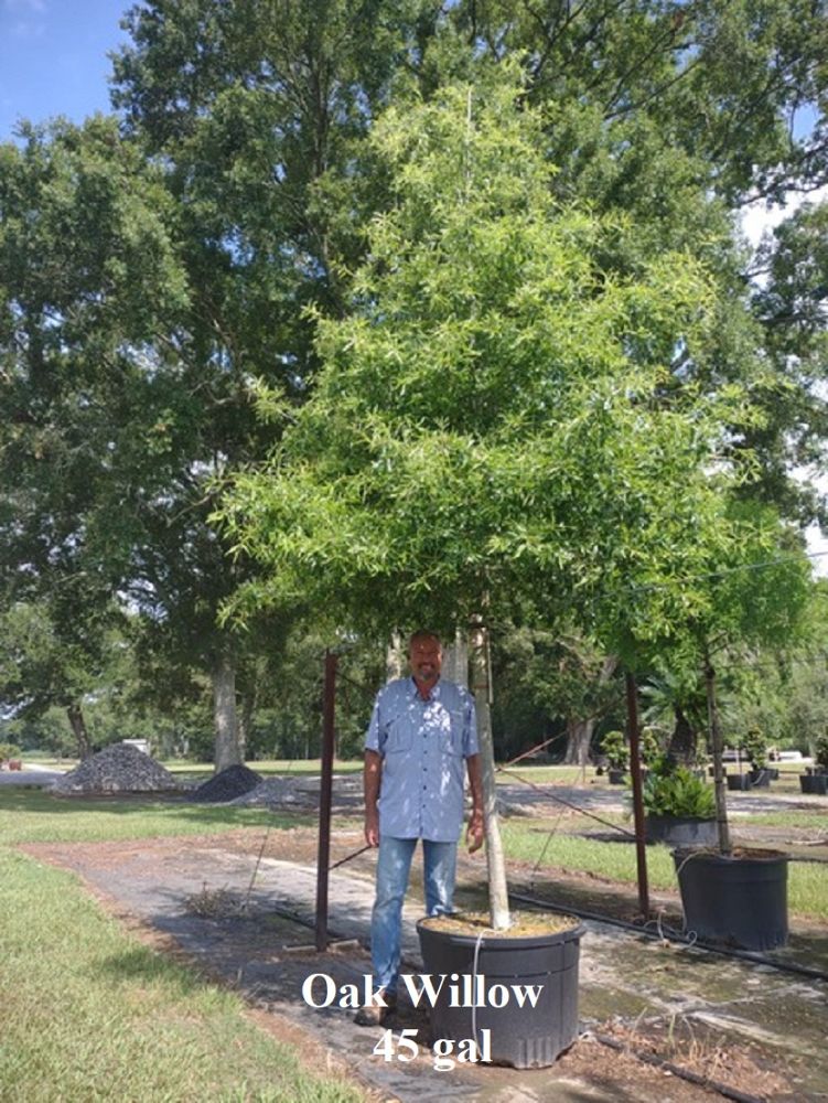 quercus-phellos-willow-oak