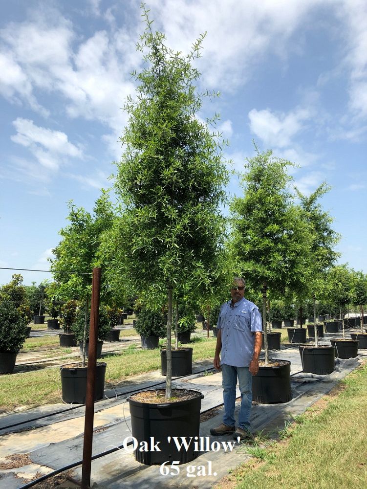quercus-phellos-willow-oak
