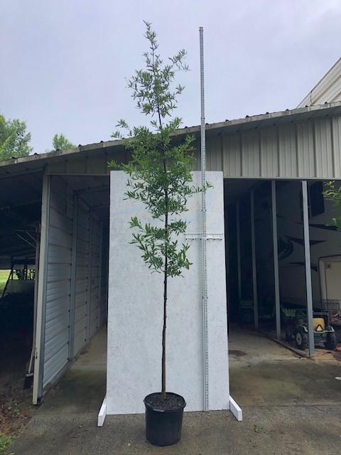 quercus-phellos-willow-oak