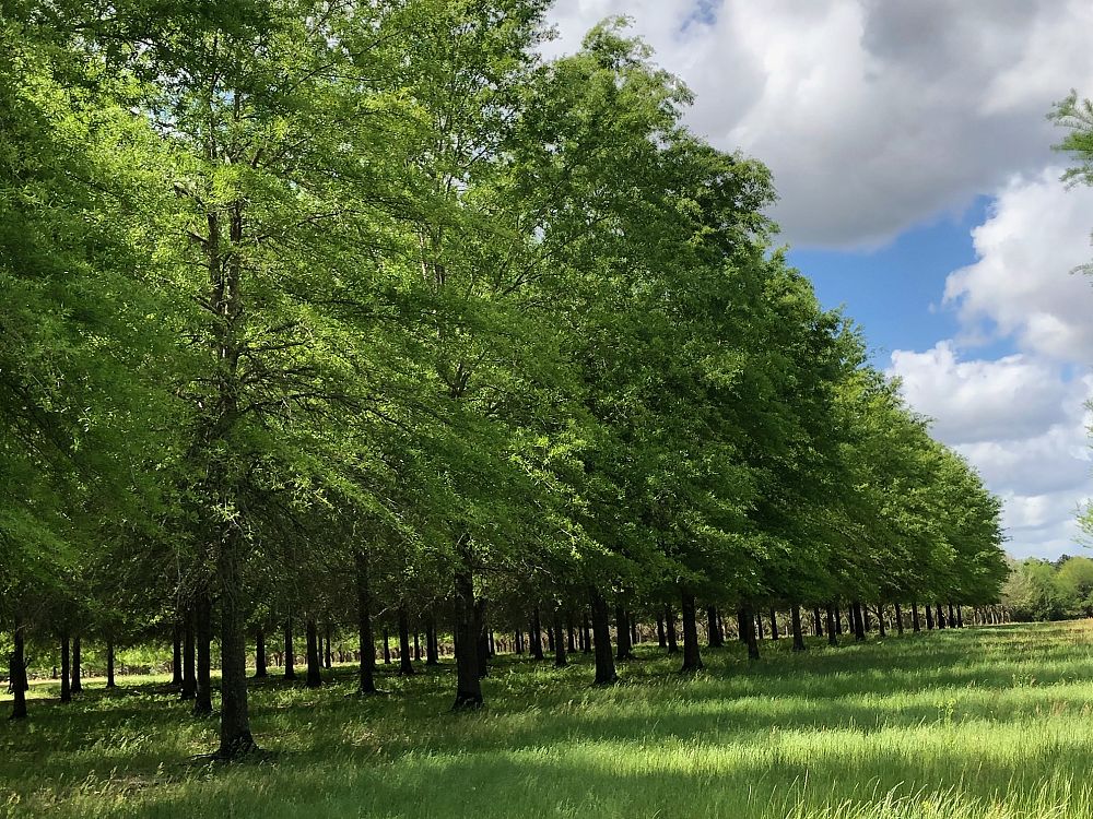 quercus-phellos-willow-oak