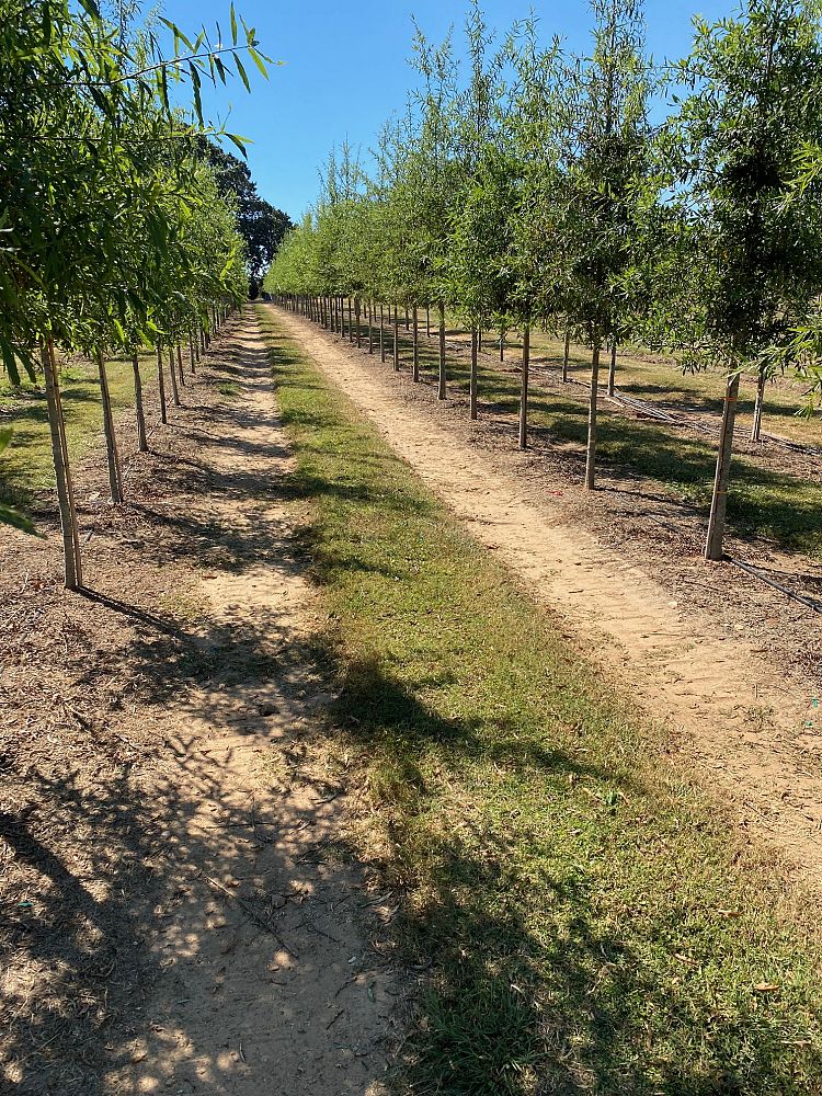 quercus-phellos-willow-oak