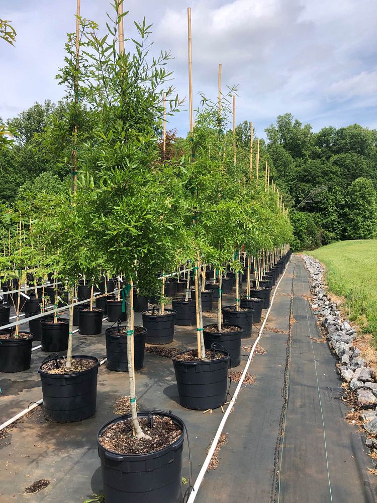 quercus-phellos-willow-oak