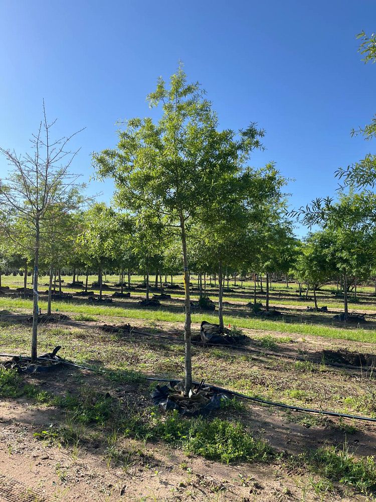 quercus-phellos-willow-oak