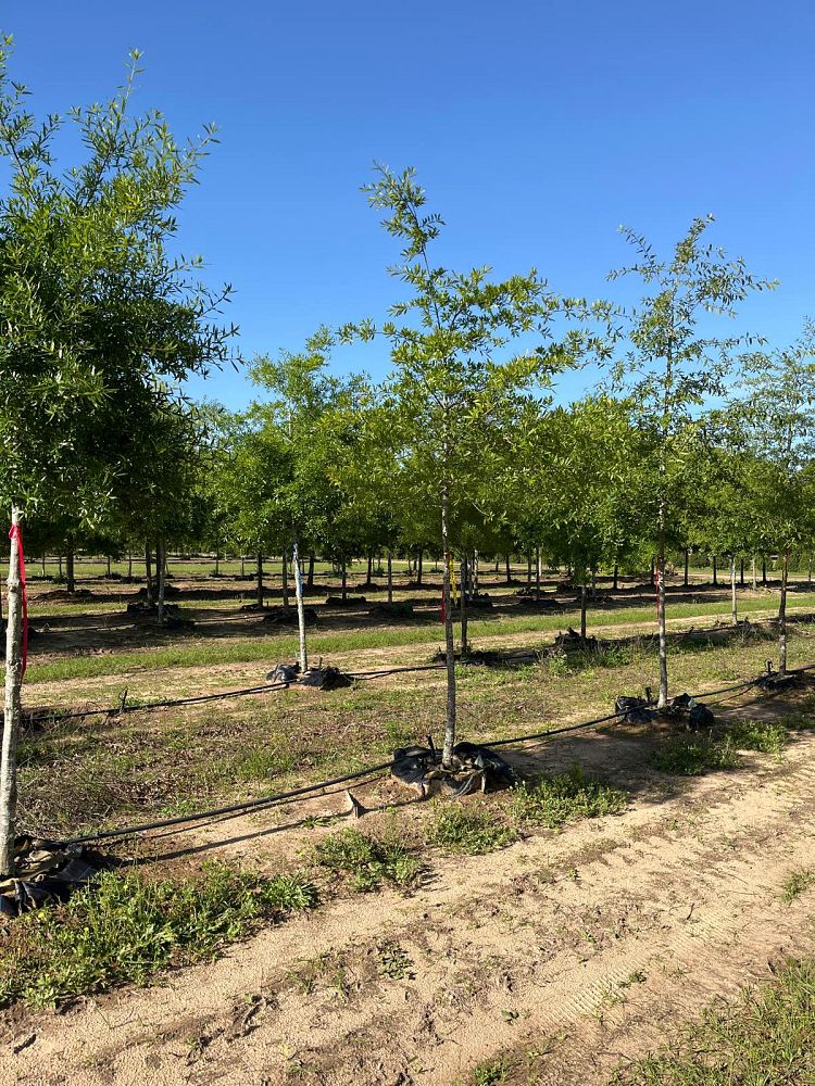 quercus-phellos-willow-oak