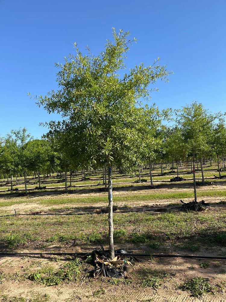 quercus-phellos-willow-oak