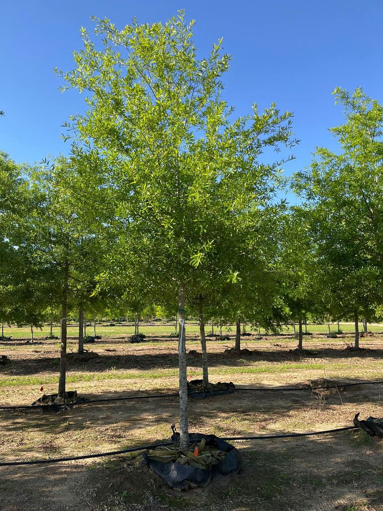 quercus-phellos-willow-oak