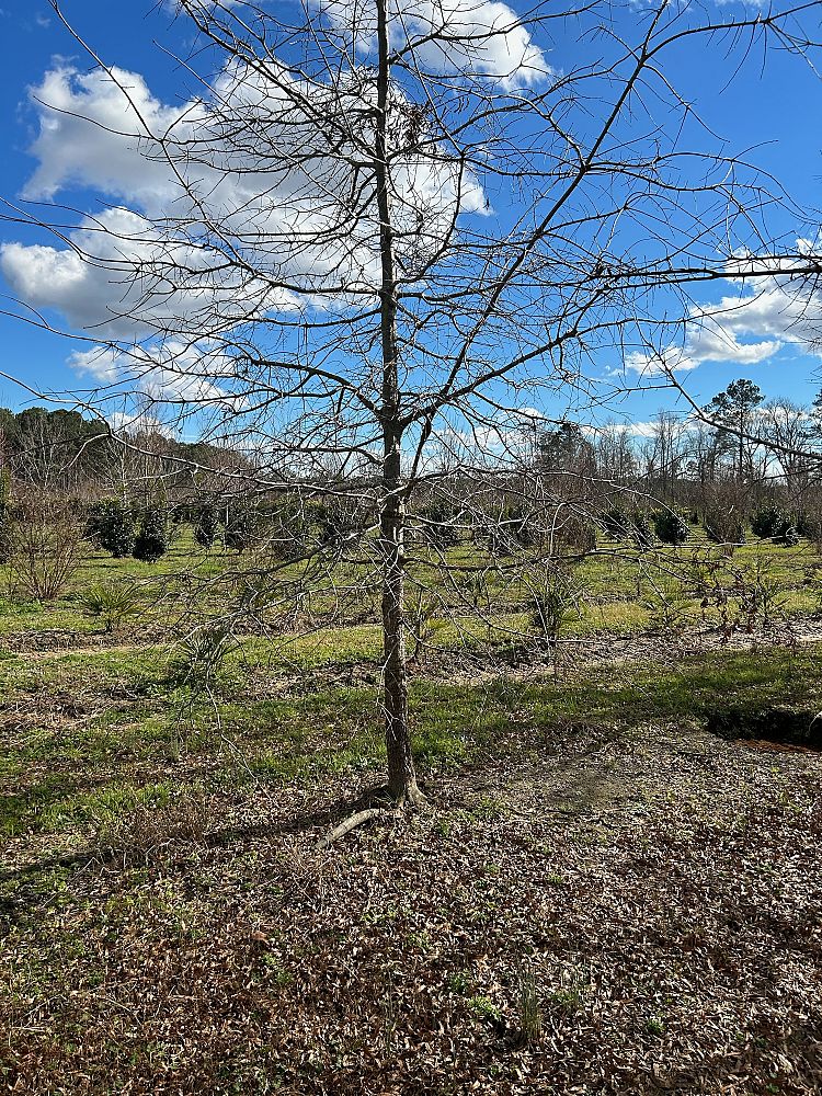 quercus-phellos-willow-oak