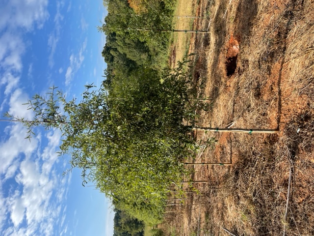 quercus-phellos-willow-oak