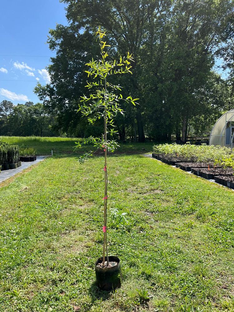 quercus-phellos-willow-oak