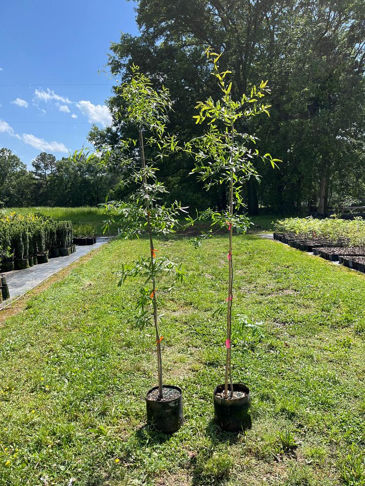 quercus-phellos-willow-oak