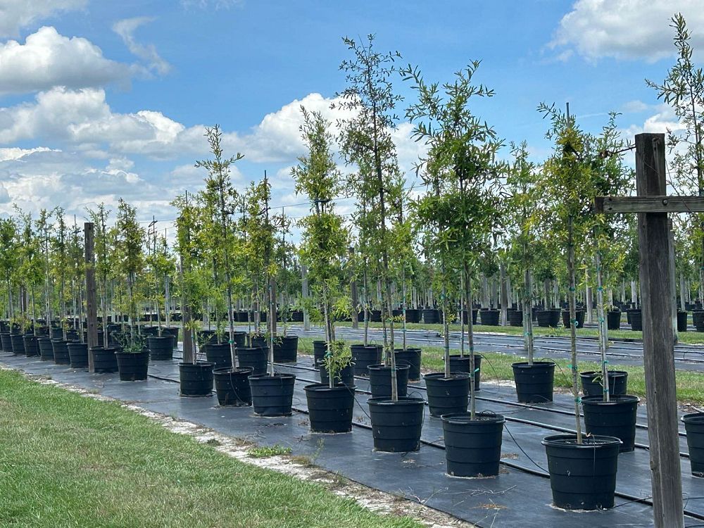 quercus-phellos-willow-oak