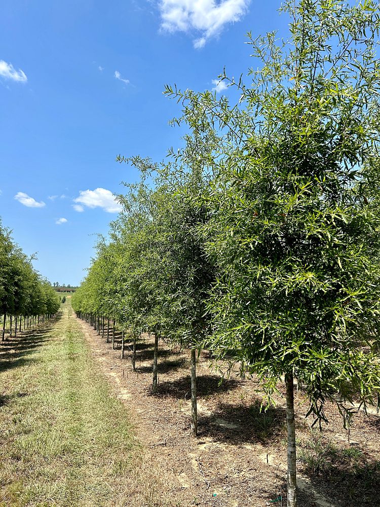 quercus-phellos-willow-oak