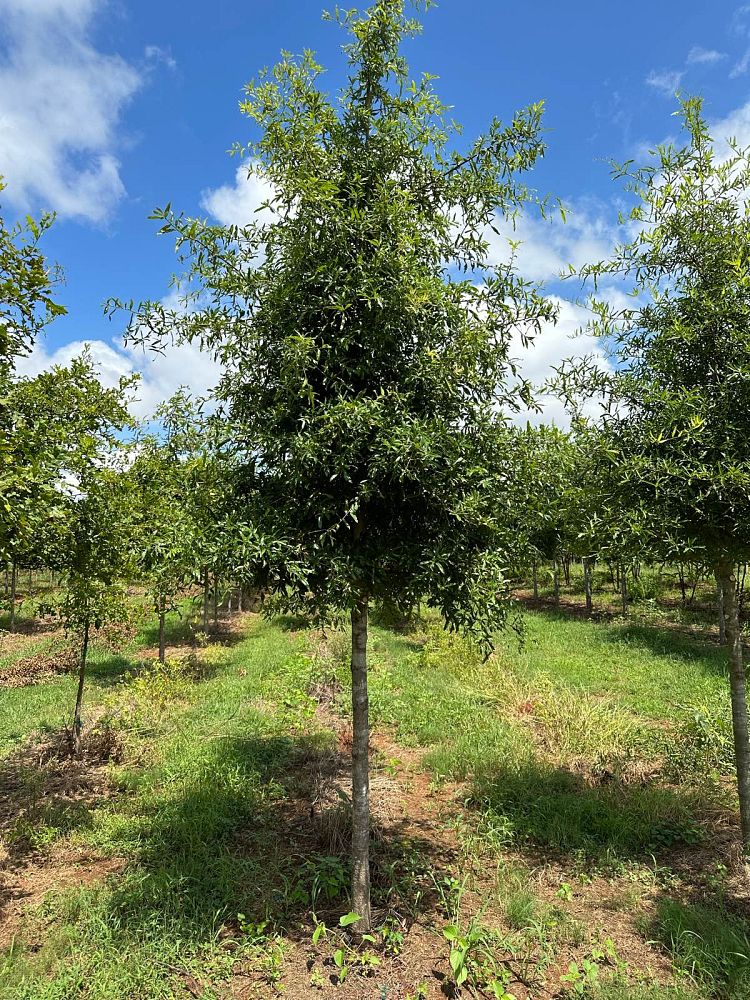 quercus-phellos-willow-oak