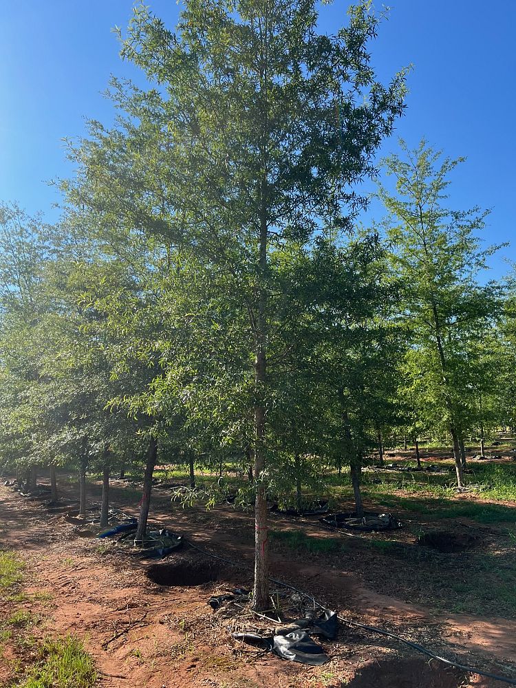 quercus-phellos-willow-oak