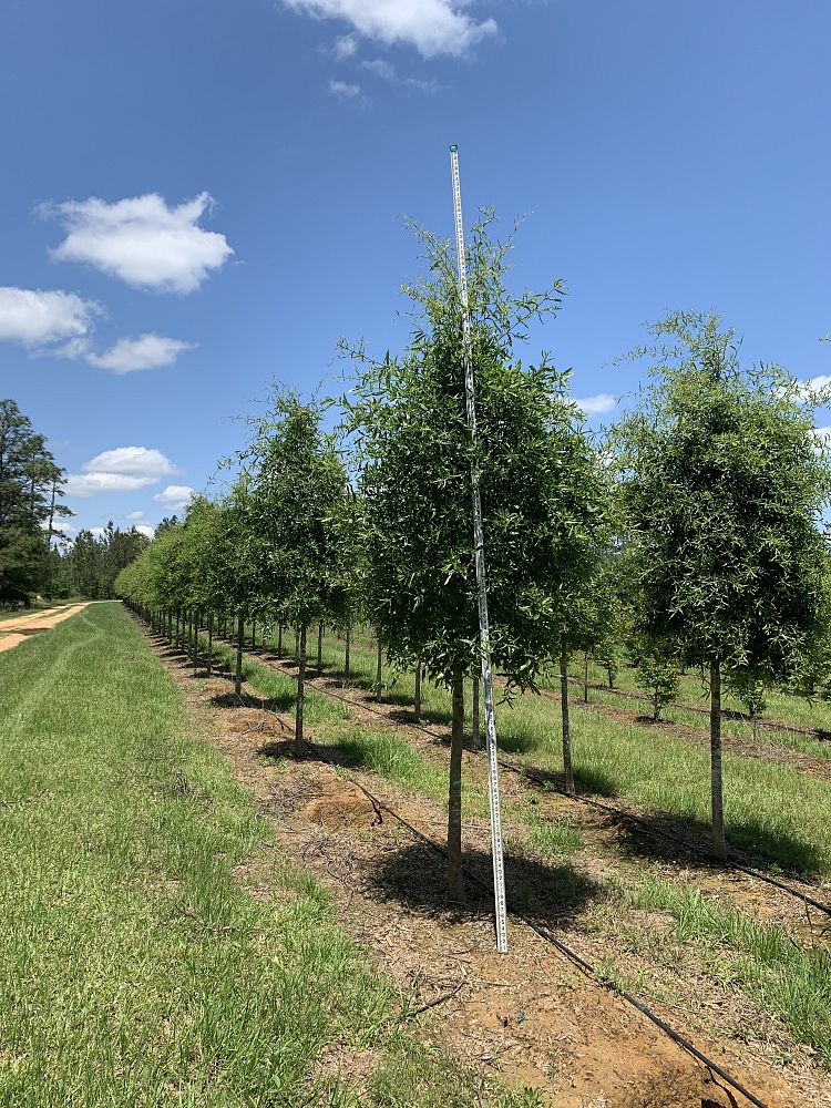 quercus-phellos-willow-oak