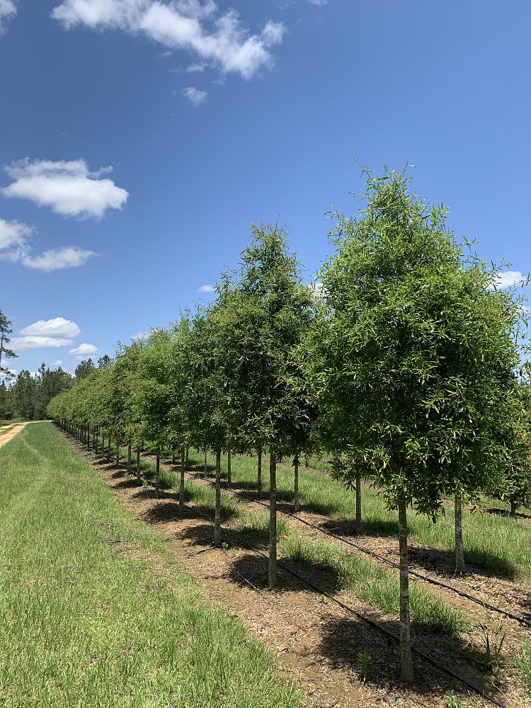 quercus-phellos-willow-oak