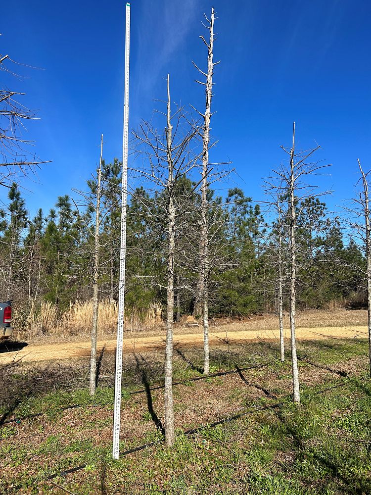 quercus-phellos-willow-oak