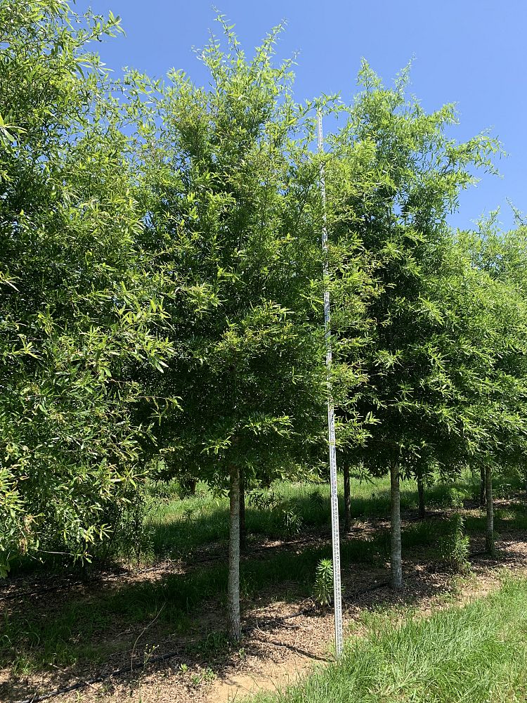 quercus-phellos-willow-oak