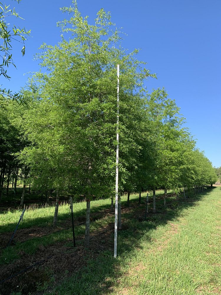 quercus-phellos-willow-oak
