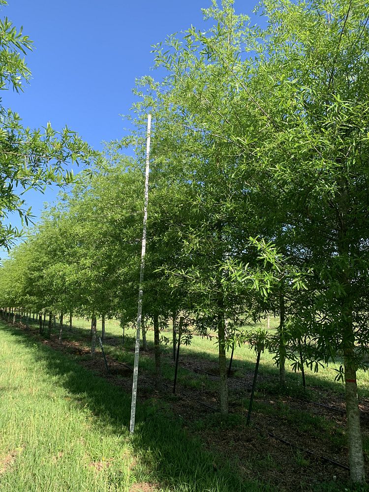 quercus-phellos-willow-oak
